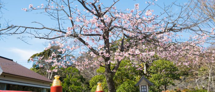 鶴岡八幡宮の河津桜